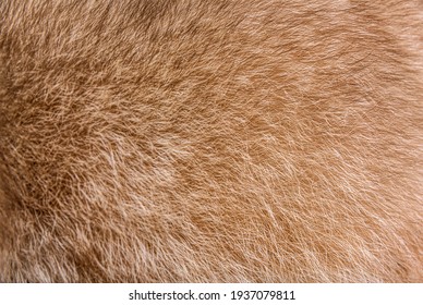 Fur Closeup On A Brown Raccoon Fur 