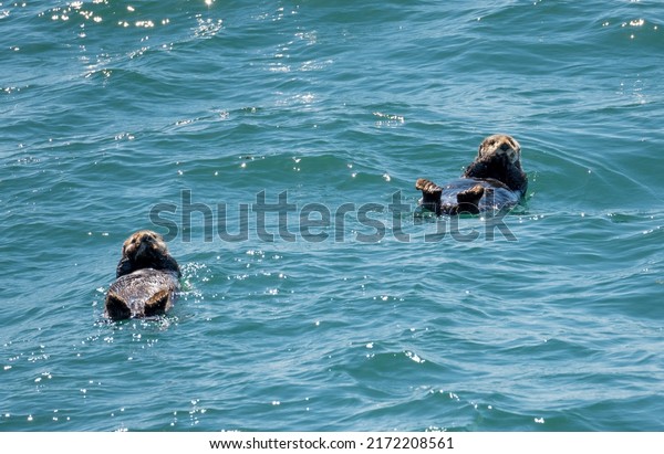 Two sea otters just chillin' in the ocean off Alaska