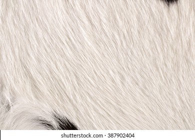 Fur Cow Leather Texture Background