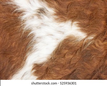 Fur Cow Leather Texture Background