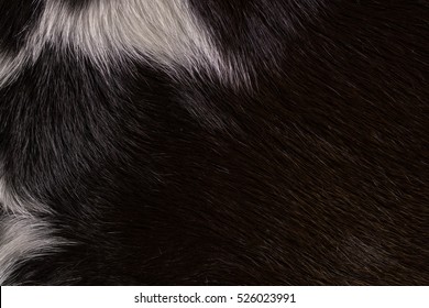 Fur Cow Leather Texture Background