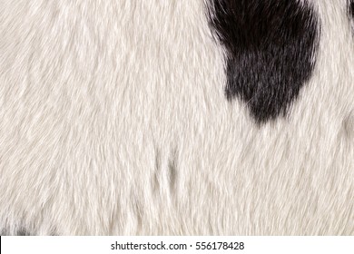 Fur Cow Leather Texture Background