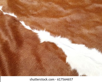 Fur Cow Leather Texture Background