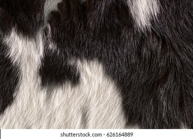 Fur Cow Leather Texture Background