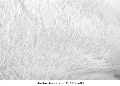 Fur Dog Texture With Short Smooth Patterns , Animal Hair Background