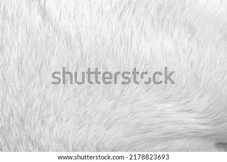 Fur dog texture with short smooth patterns , animal hair background