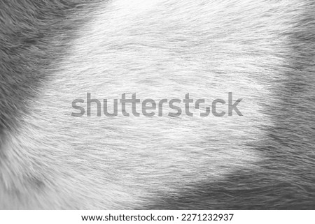 Fur dog texture soft smooth patterns on white grey background