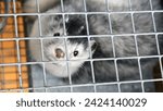 Fur farm. A gray mink in a cage looks through the bars.