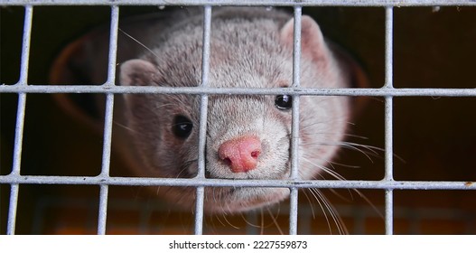 Fur Farm. A Gray Mink In A Cage Looks Through The Bars.