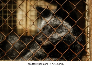 Fur Farm. Young Fox In The Cage 
