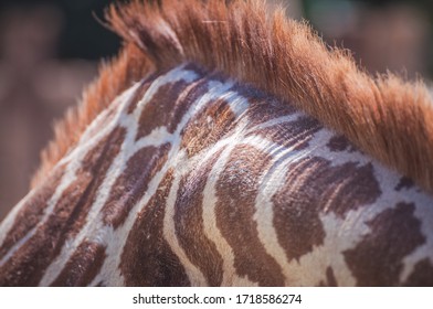 Fur Of A Giraffe On The Part Of The Neck Seen From Close Up Which Also Shows Its Mane.