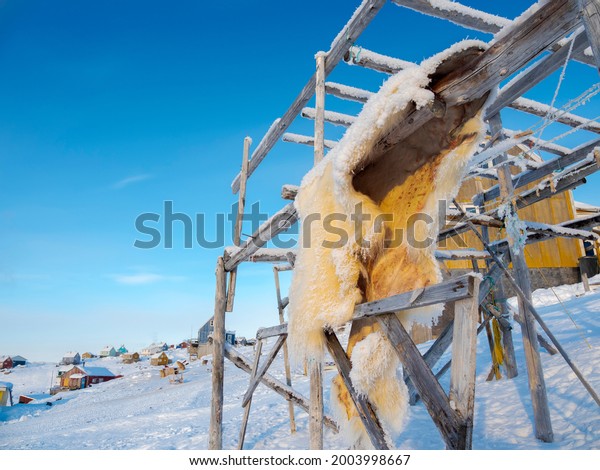 Fur of a polar bear. Hunting is strictly\
regulated and only for personal use of the locals. The traditional\
and remote Greenlandic Inuit village Kullorsuaq, Melville Bay,\
Greenland, Danish territory