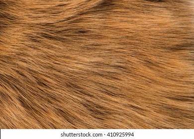 Fur red fox, long nap. Texture, background