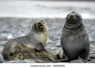 Fur Seal