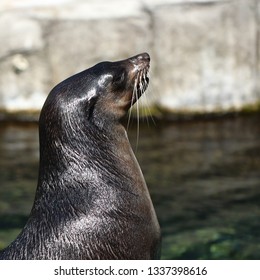 Fur Seal At Auckland Zoo, New Zealand