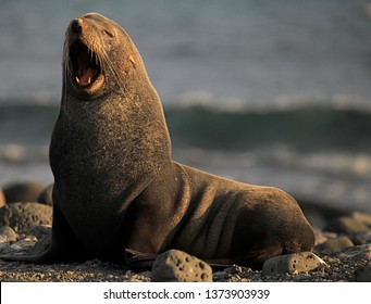 
Fur Seal And Canine Teeth Penguin Island Antarctica