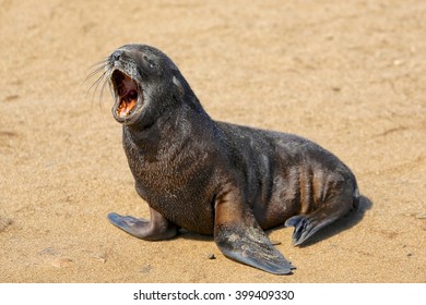 A Fur Seal At Cape Cross Namibia