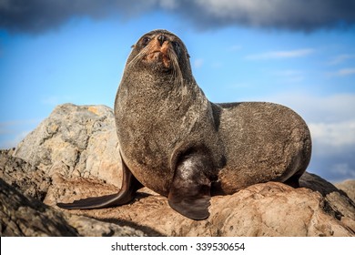 fur seal at the coast - New Zealand, North Island, Wellington
