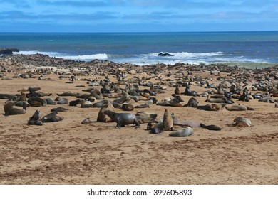 A Fur Seal Colony At Cape Cross Namibia