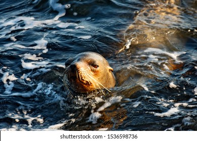 Galápagos Fur Seal From Galapagos Island