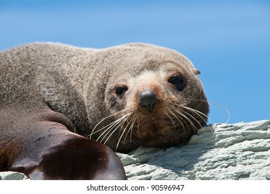 Fur seal looks lazily at camera, close up.