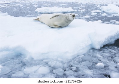 Fur Seal lying on ice flow