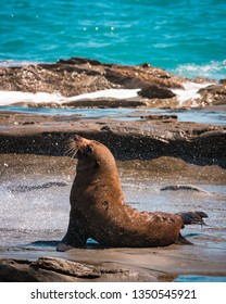 Fur Seal Near Cape Palliser NZ