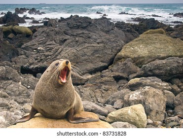 Fur Seal New Zealand