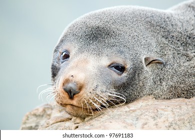 Fur Seal New Zealand