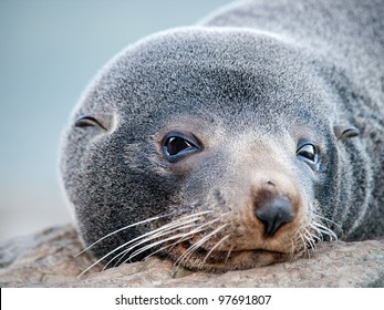 Fur Seal New Zealand