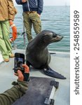 Fur seal on the deck of a tourist cruise tour boat in Walvis Bay, Namibia, Africa