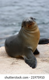 Fur Seal On The Galapagos Islands
