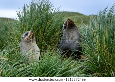 Fur seal pair in Tussac Grass, Prion Island, South Georgia Islands
