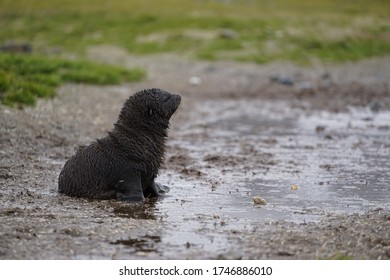 Fur Seal Pup Sitting On The Muddy Ground At 