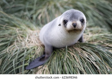 Fur Seal Pup, South Georgia