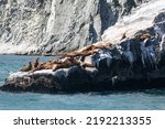 Fur seal rookery near Russkaya Bay. Kamchatka, Russia.