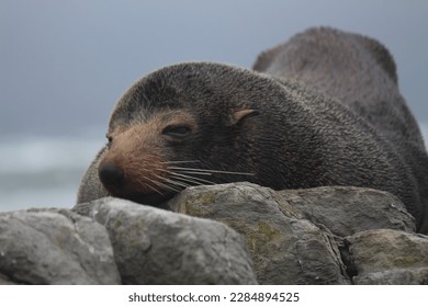 Fur Seal sleeping on a rocky outcrop by the ocean