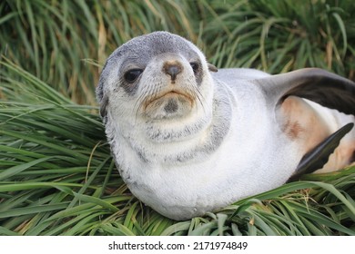 Fur Seal, South Georgia, Seal, Mammal