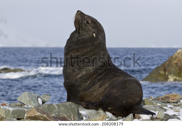 fur\
seal that sits on a rocky beach Antarctic\
islands