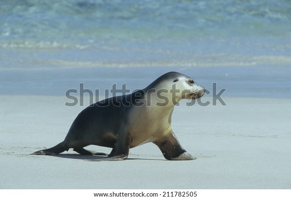 Fur seal walking on beach