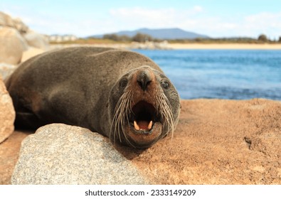 Fur seals have large eyes, a pointed face with whiskers and sharp teeth. The Australian Fur Seal, Arctocephalus pusillus doriferus is the largest of all the fur seals.