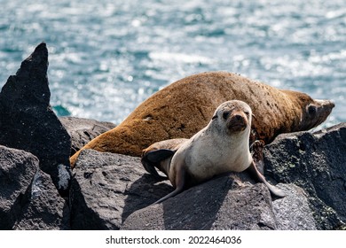 Fur Seals Mother And Pup In Port Phillip Bay