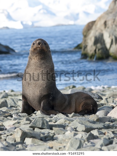Fur seals on the beach in the Antarctic Ocean in\
the background of rocks
