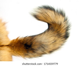 Fox Tail Hd Stock Images Shutterstock