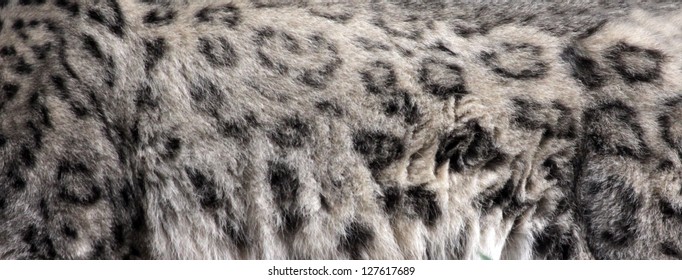 The Fur Of A Snow Leopard (Panthera Uncia).