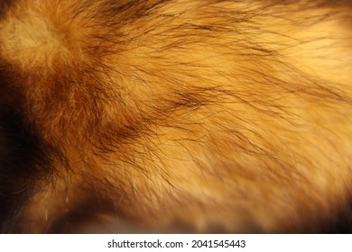 The Fur Of A Taxidermy Ferret A Pest In New Zealand 