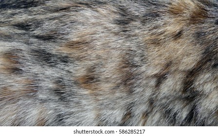 Fur Texture