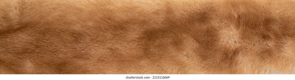 Fur texture close up background Fur Textured Background