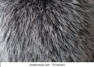 Fur Texture Of Fox, Silver Color Close-up Background. Silver Fox Fur Coat Texture Background. Animal Fur Texture. Silver Natural Short Hair Animal Close Up.