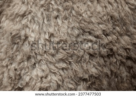 Fur texture old bison hair. fur bison skin texture. Animal print pattern tile background.